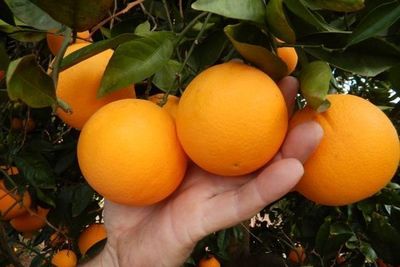 Pesquisadores da Epagri relatam ocorrncia indita em SC de praga dos citros
