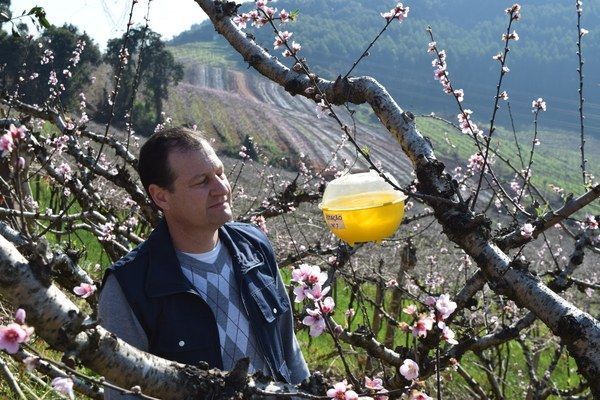 Sistema de Alerta comea a monitorar a presena de mosca-das-frutas em pomares de pessegueiro na Serra Gacha